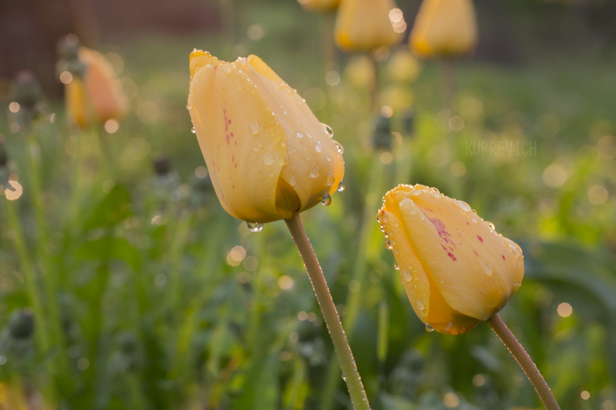 Tulips at sunset