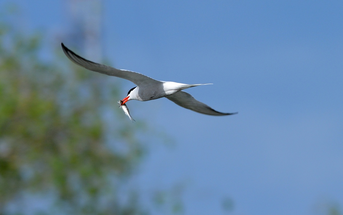 Tern mit Beute.