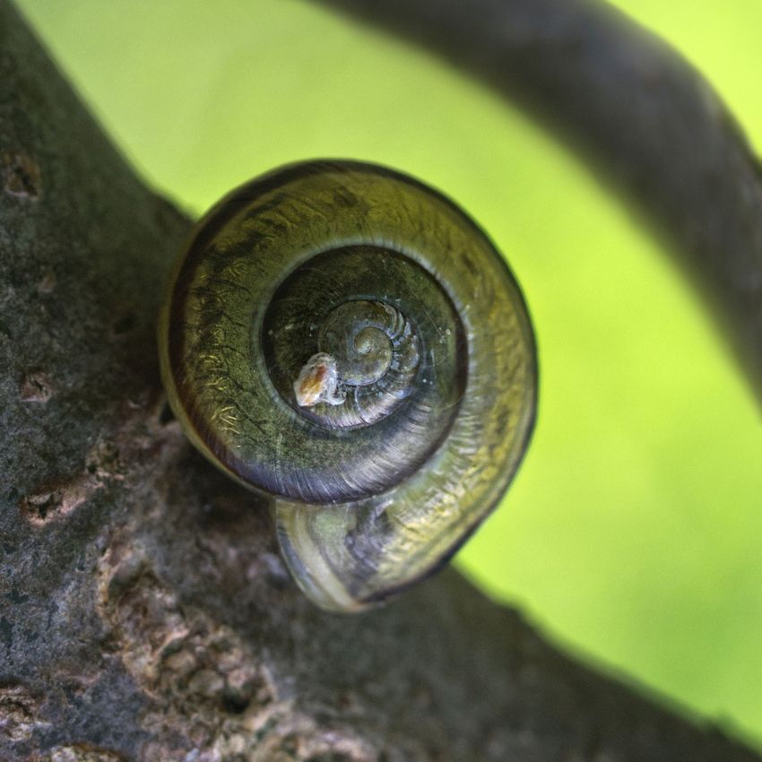 Schnecke auf der Piste