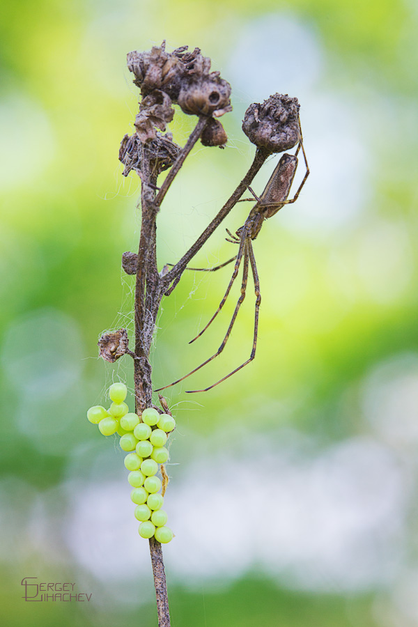 Der Besitzer des Weinbergs