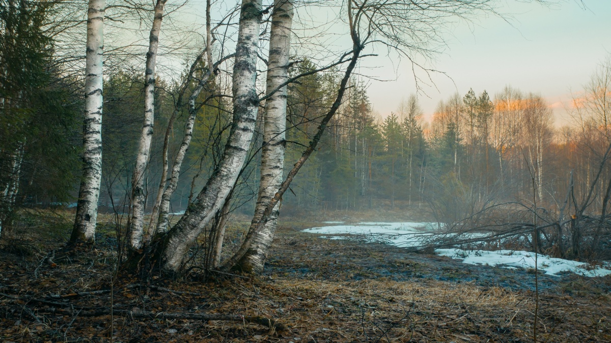 Schnee schmilzt. Sind die Nebel ...