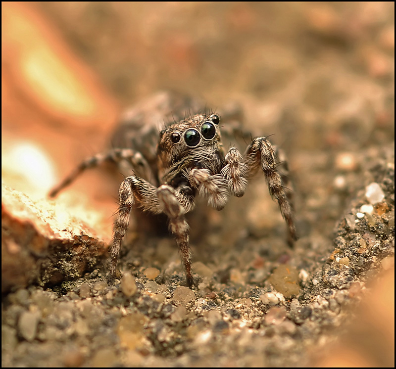 Die Frühlingsankunft ...