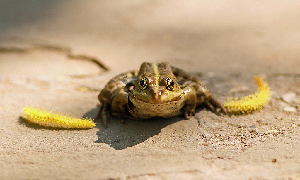 Goldohrringe für Sumpf Schönheit