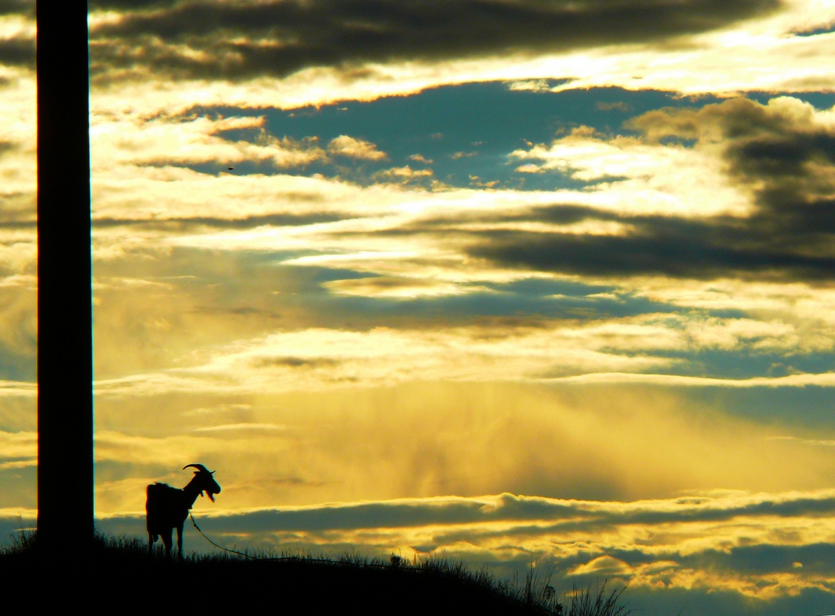 Warum habe ich Pegasus