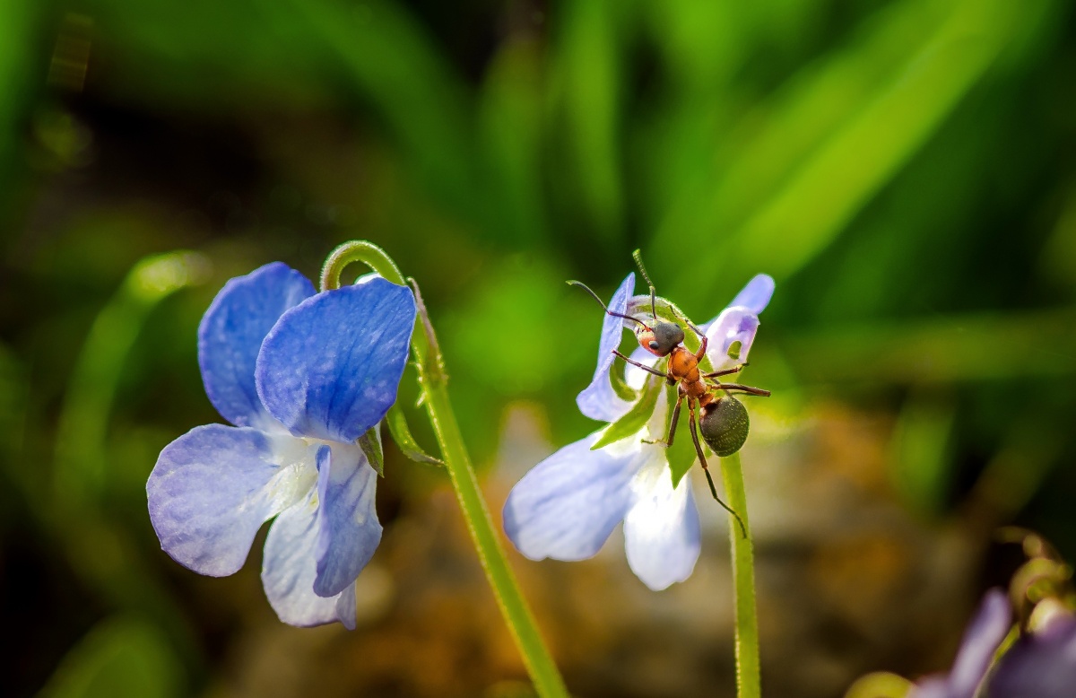 Die ersten Blüten und Ant ...