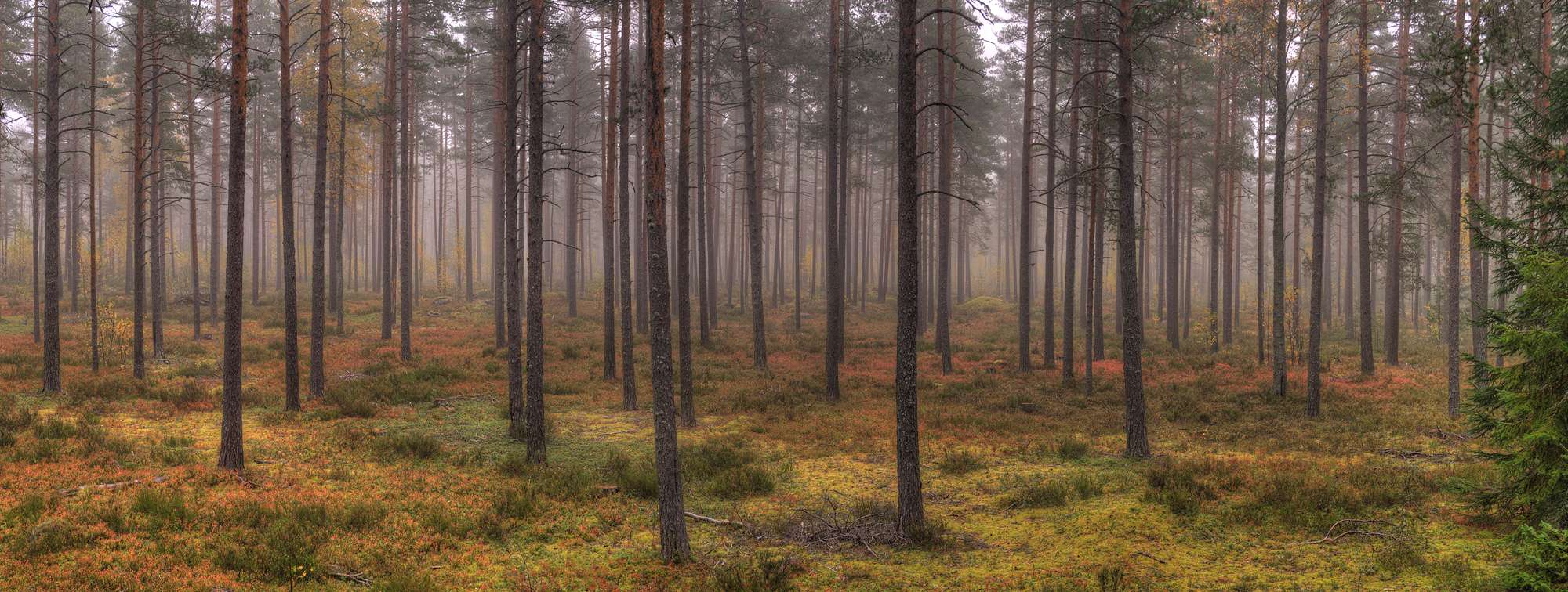 Es gibt keine Wunder, es Elche durchstreifen ...