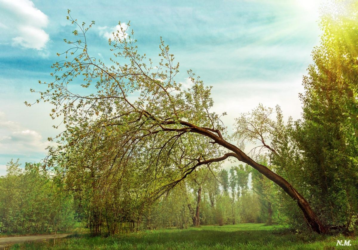 Sunny Day / Die sonnigen Tag