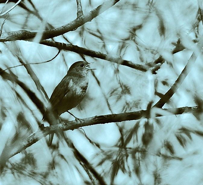 Nachtigall singt ...