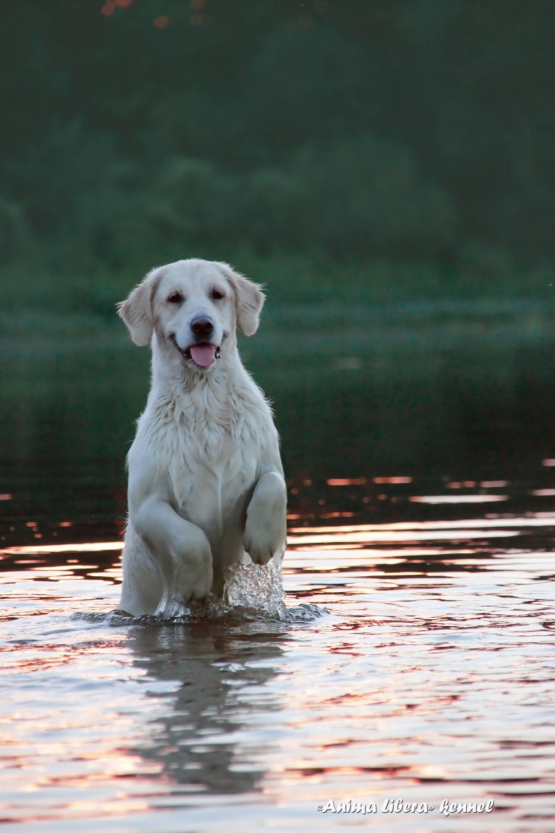in der Nähe der nördlichen Bär))))