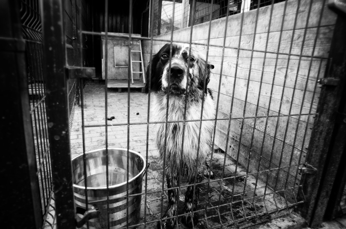 Susumansky lyrischen