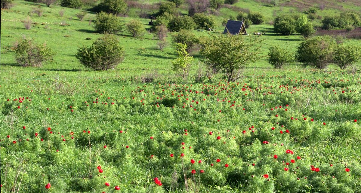 Reserve "Gektova beam"
