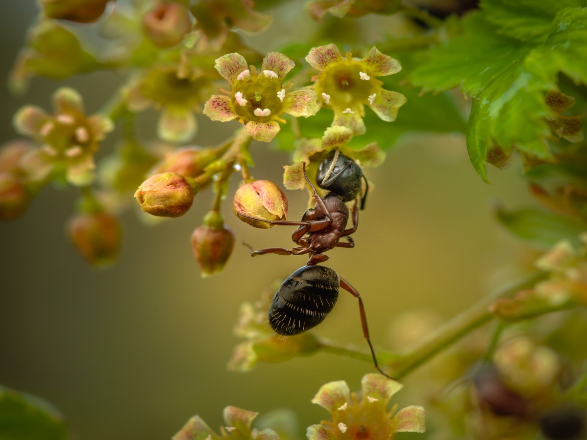 Rote Johannisbeere Mai ...