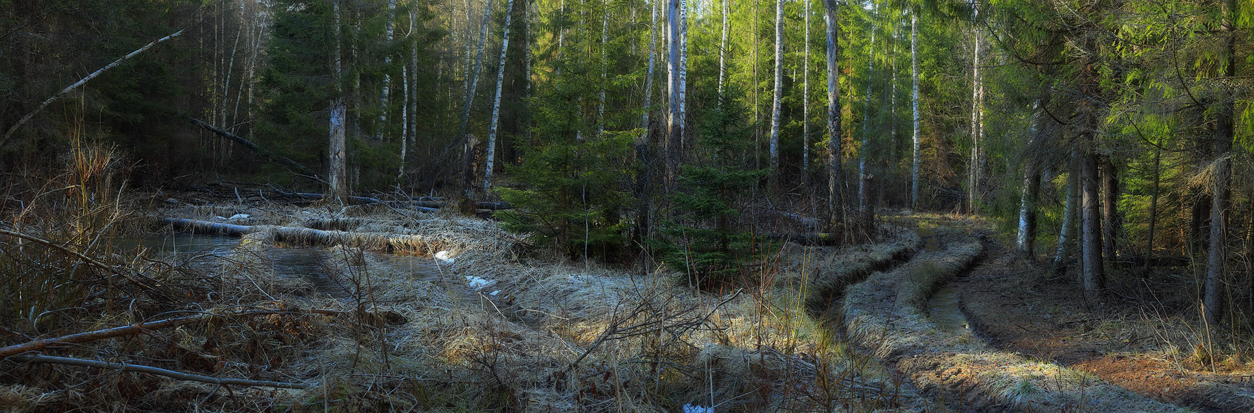 Morgen im Frühjahr Wald