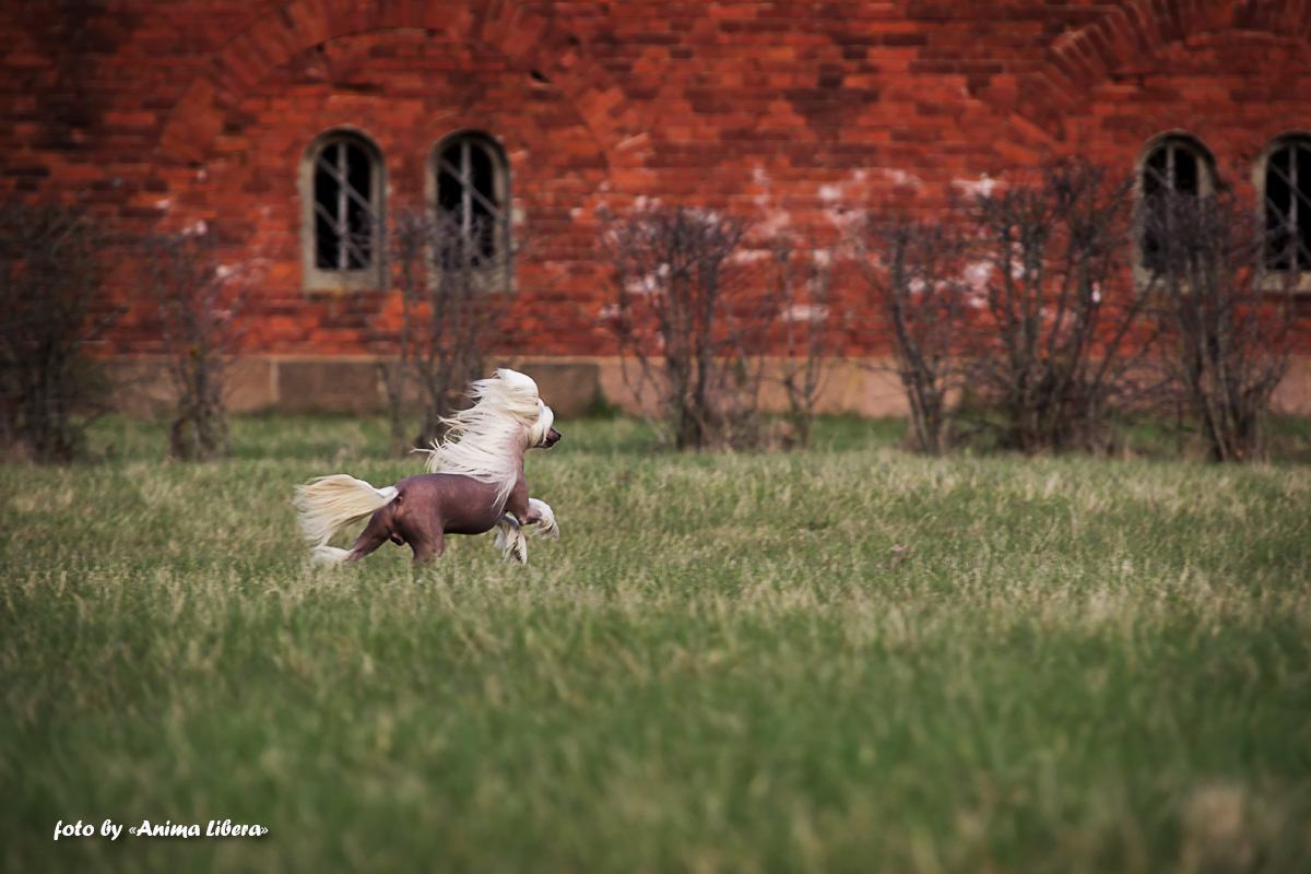 Es ist ein Miniaturpferd;)