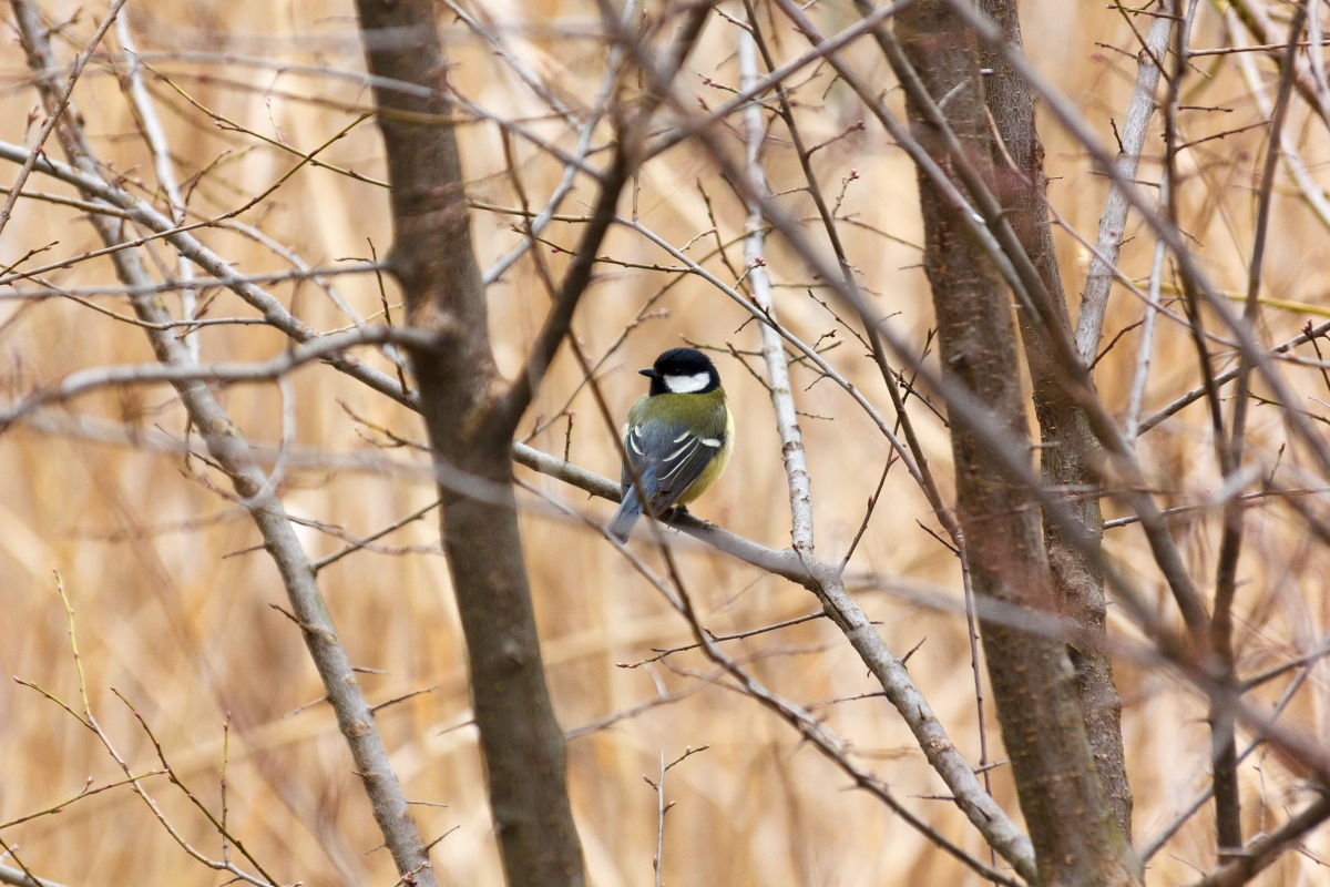 Ich sah mich um, um zu sehen ...