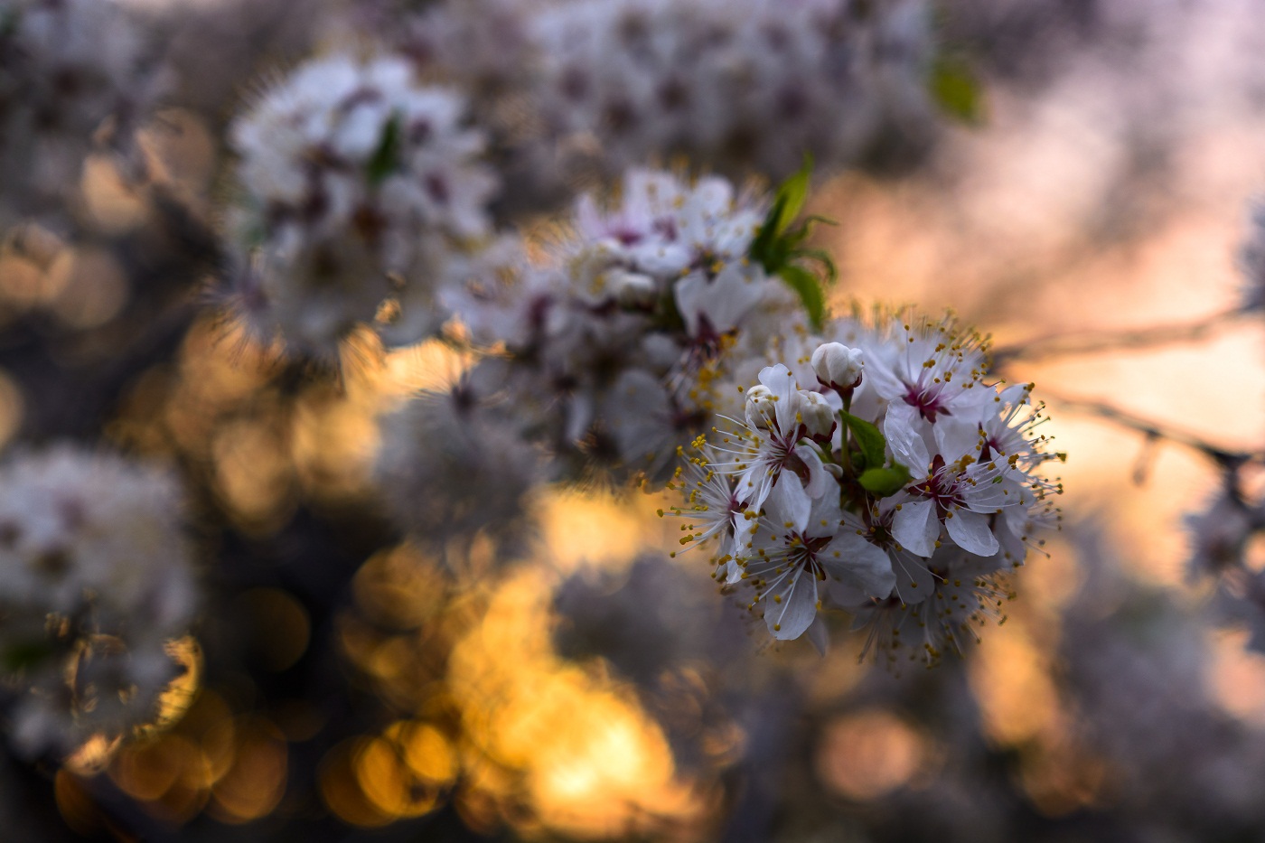 Frühlingsblütenstand.