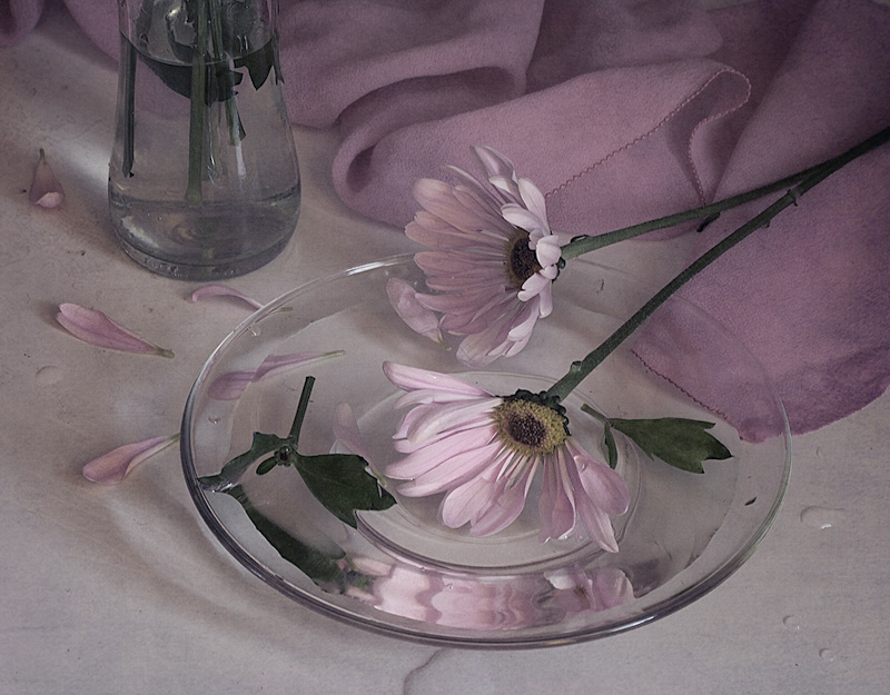 Skizzieren Sie mit Chrysanthemen