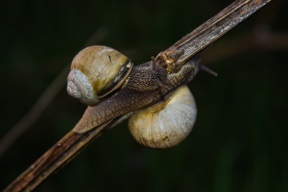 Schnecken