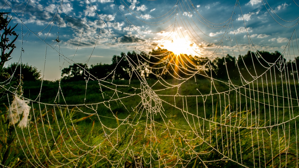 Travushka-muravushka