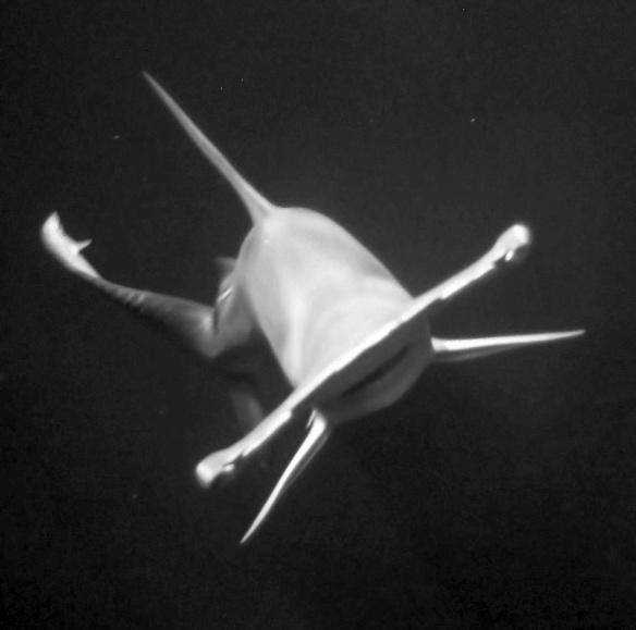 Vorsicht Türen geschlossen