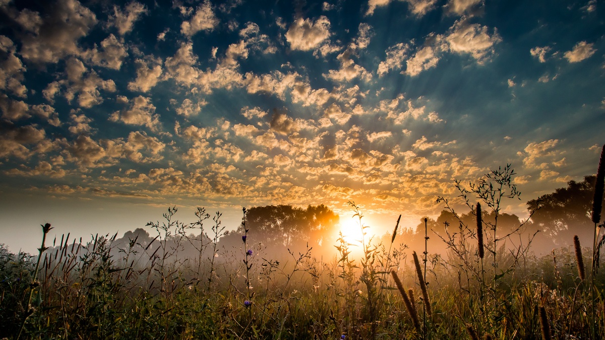 Butterblumen-Blüten