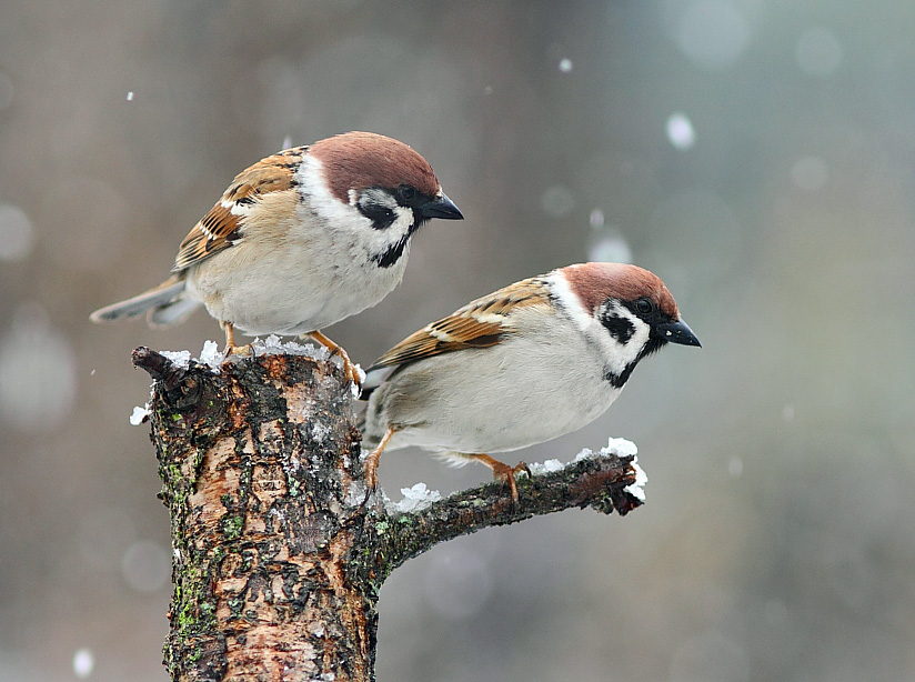Warten auf den Frühling