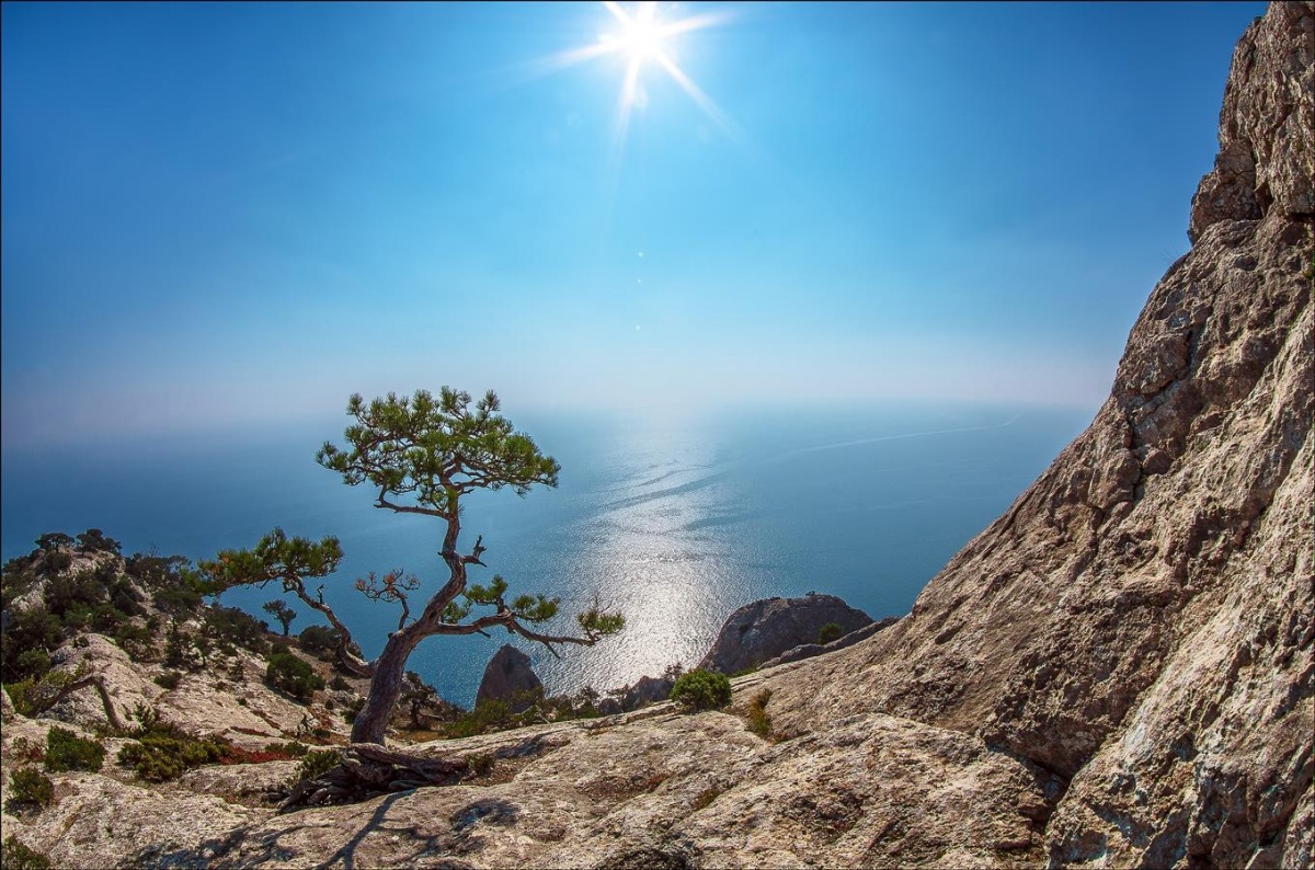 Bonsai auf der Krim ...