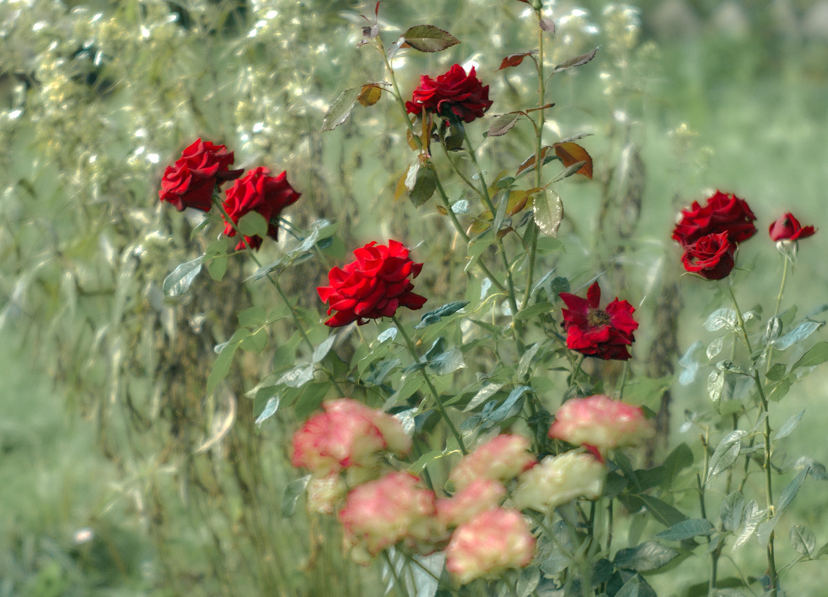 Die letzte, im Herbst ..