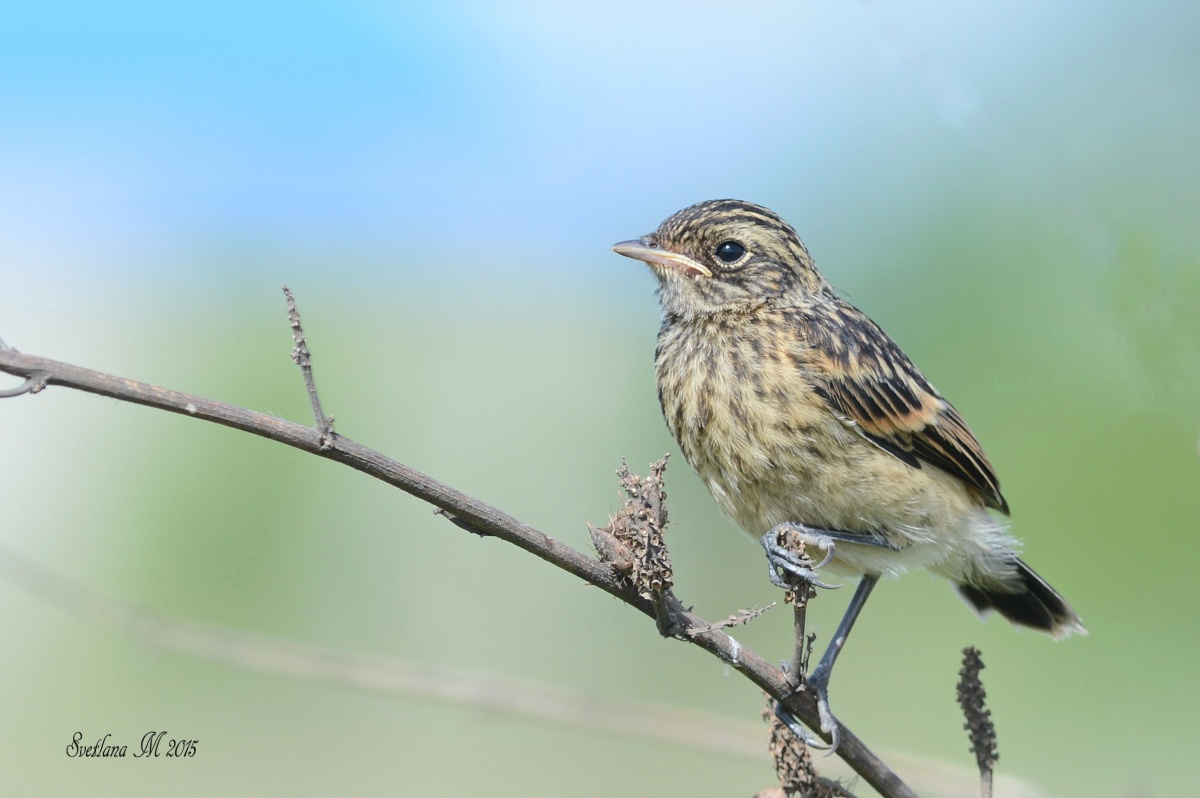 Sletok schwarz-Check.