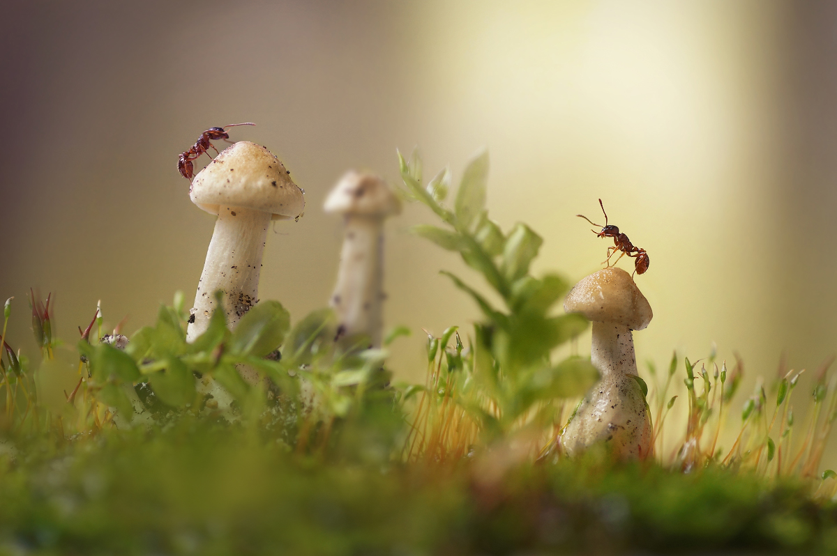 Series Ameisen (2photo)