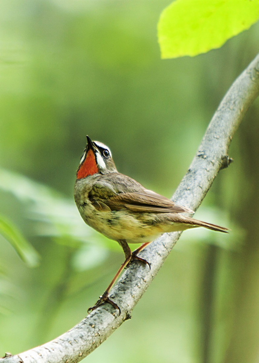 Nightingale krasnosheyka