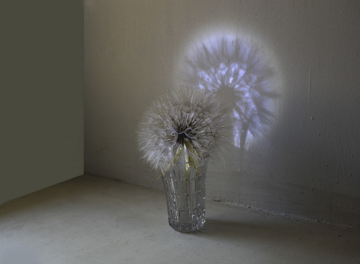 Löwenzahn und Schatten