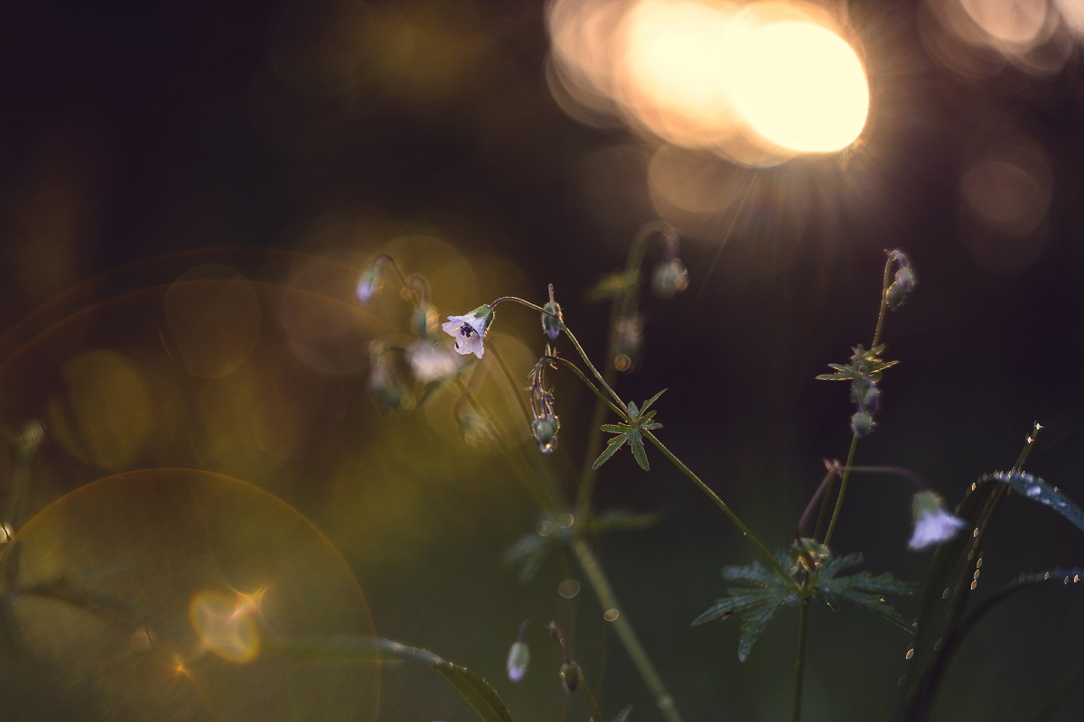 Die Hintergrundbeleuchtung.