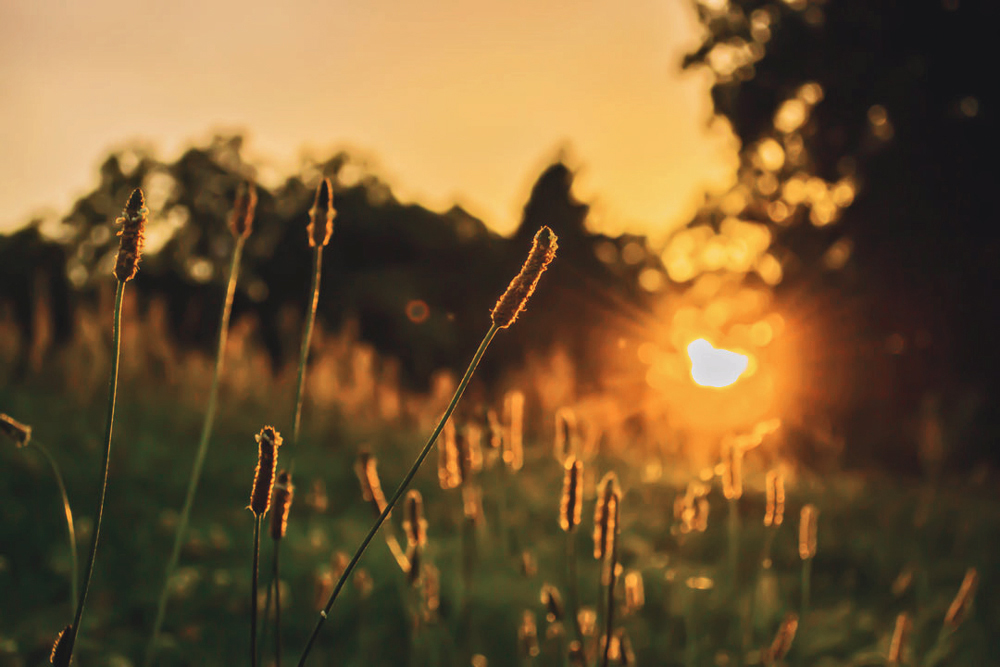 Die Sonne fällt in die Büsche am Straßenrand
