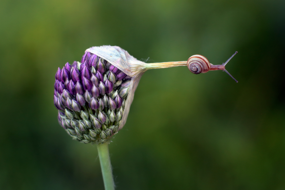 Als sie selbst zu schreien: "Halt!".