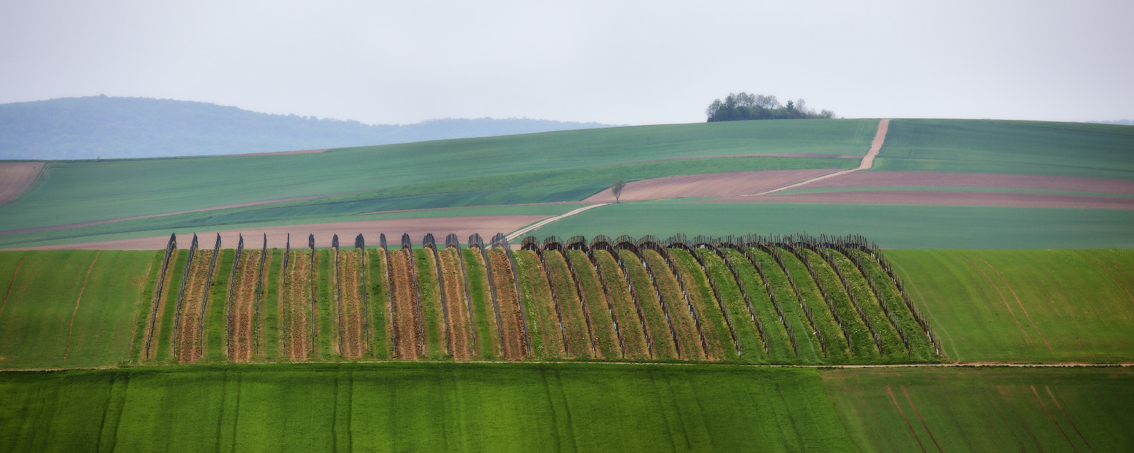 Frühling in Niederösterreich Österreich