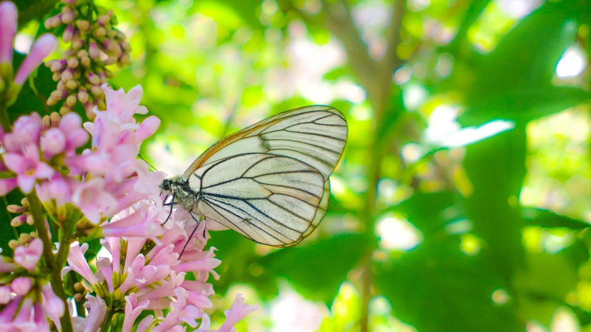 Schmetterlinge essen