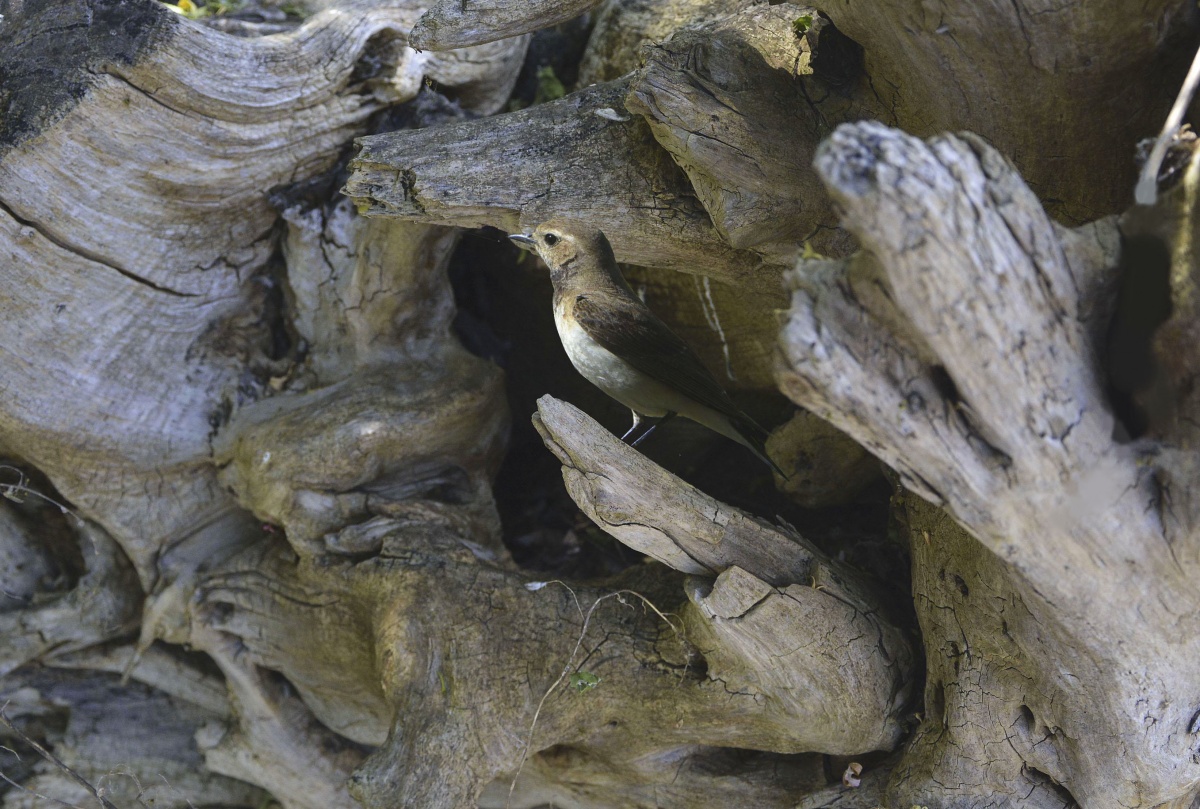 Isabel Steinschmätzer