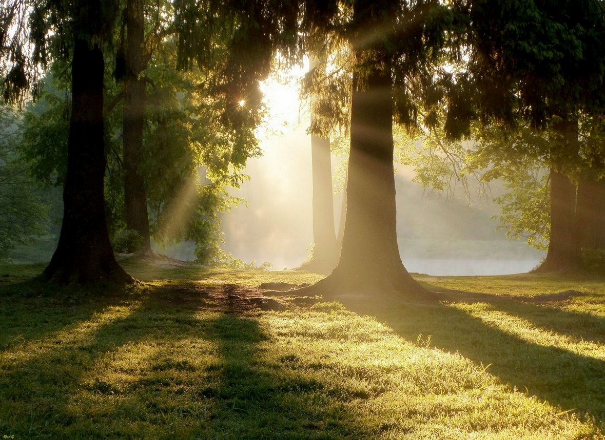 Morgen im alten Park