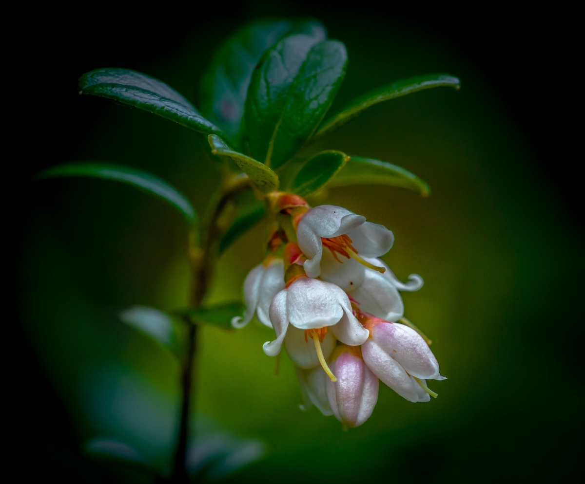 Flowering Preiselbeeren ...