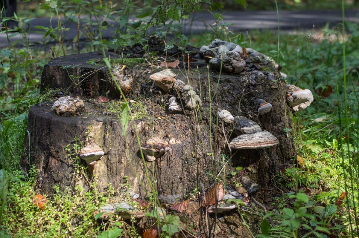 die Lebensdauer der Stümpfe.