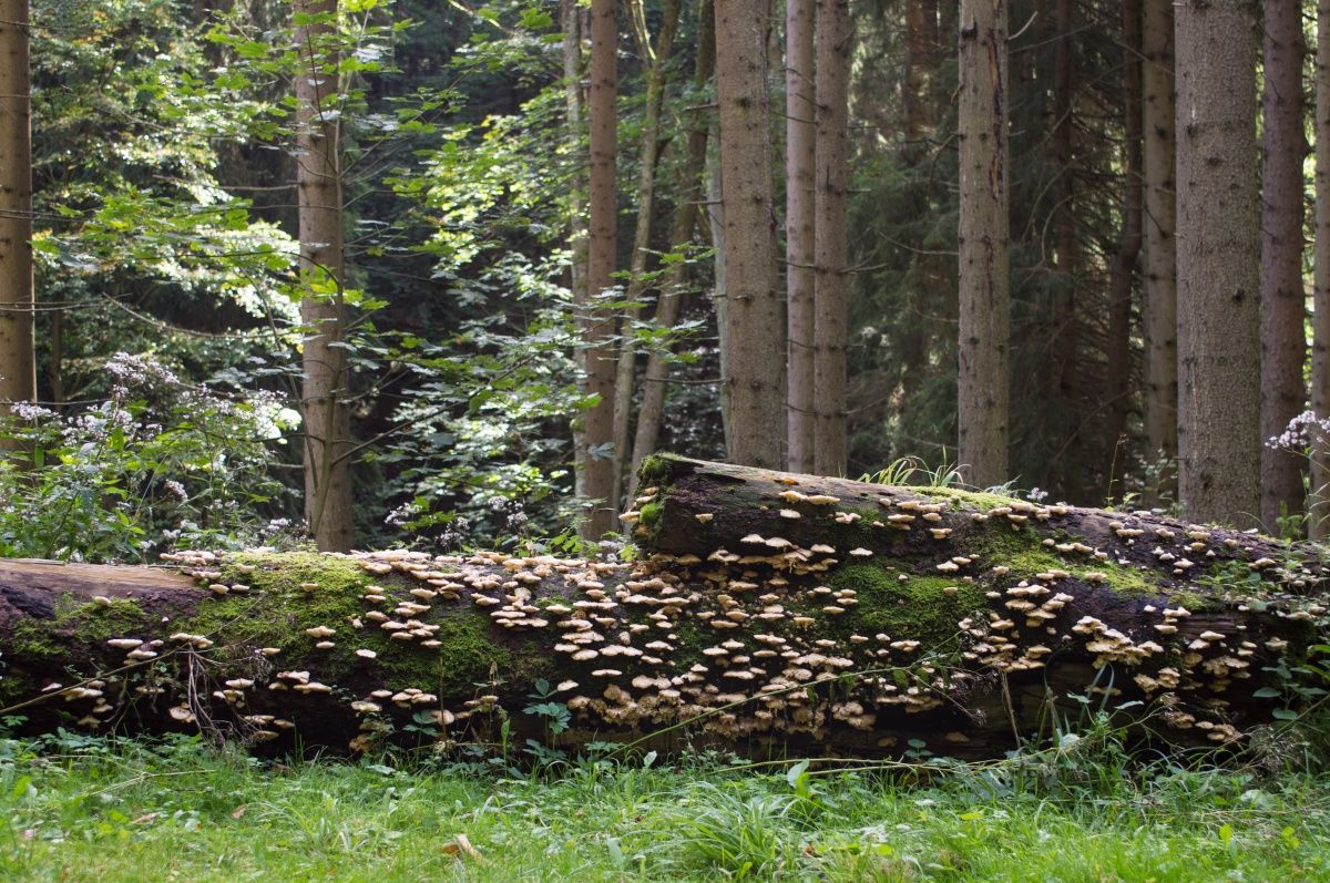 Aus dem Leben der Bäume