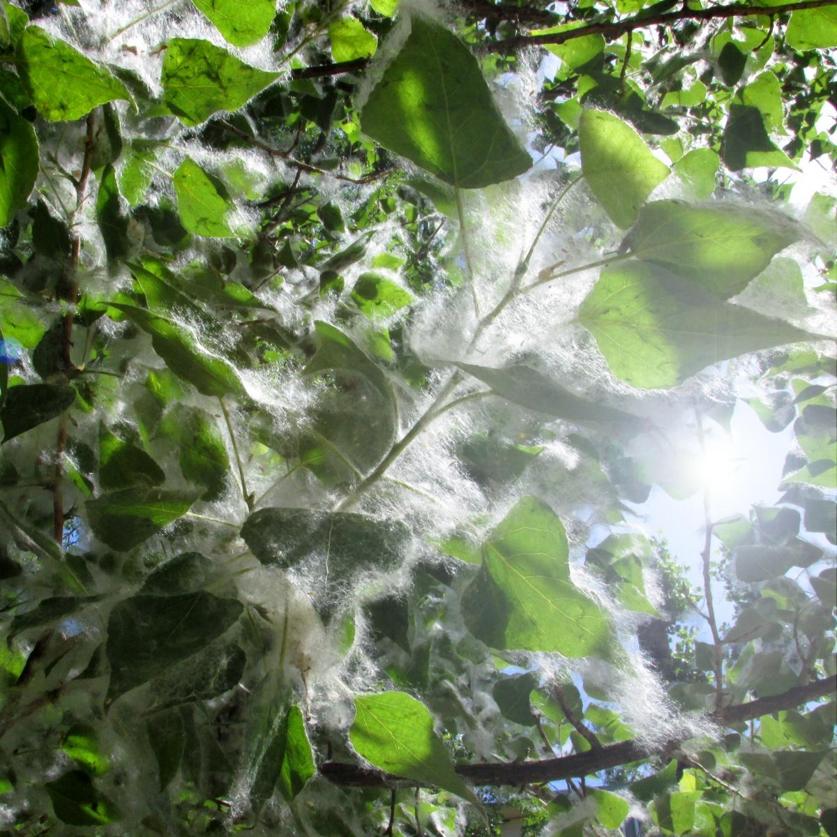 Hier ist so ein Rostov Juni