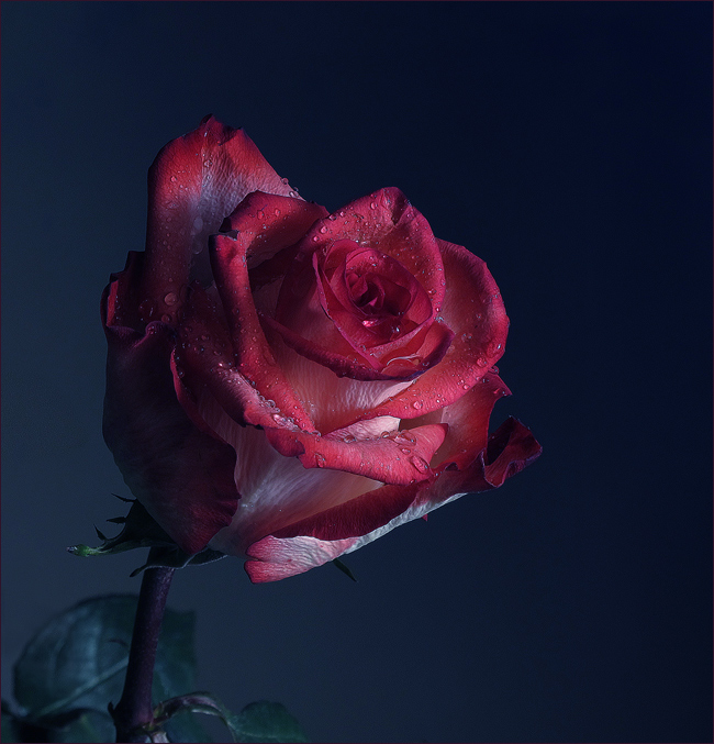 Diese verschiedenen Rosen