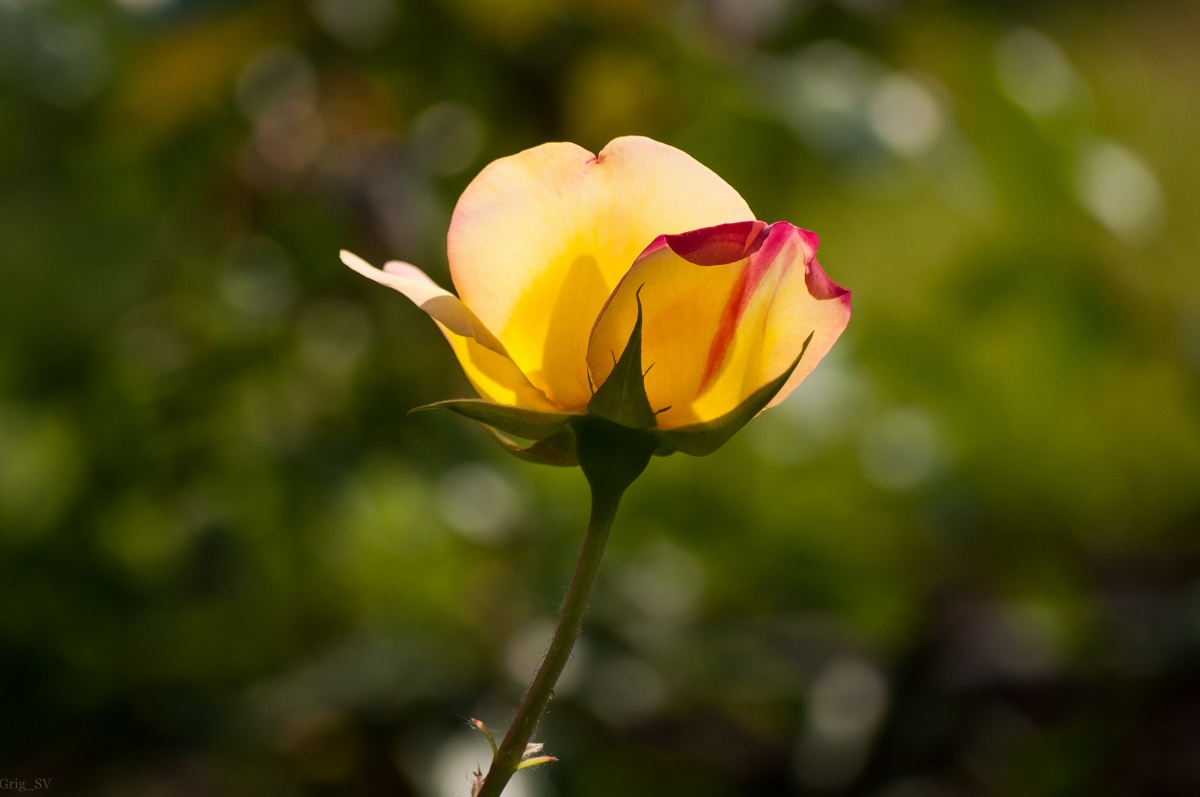 Berauscht von der Sonne