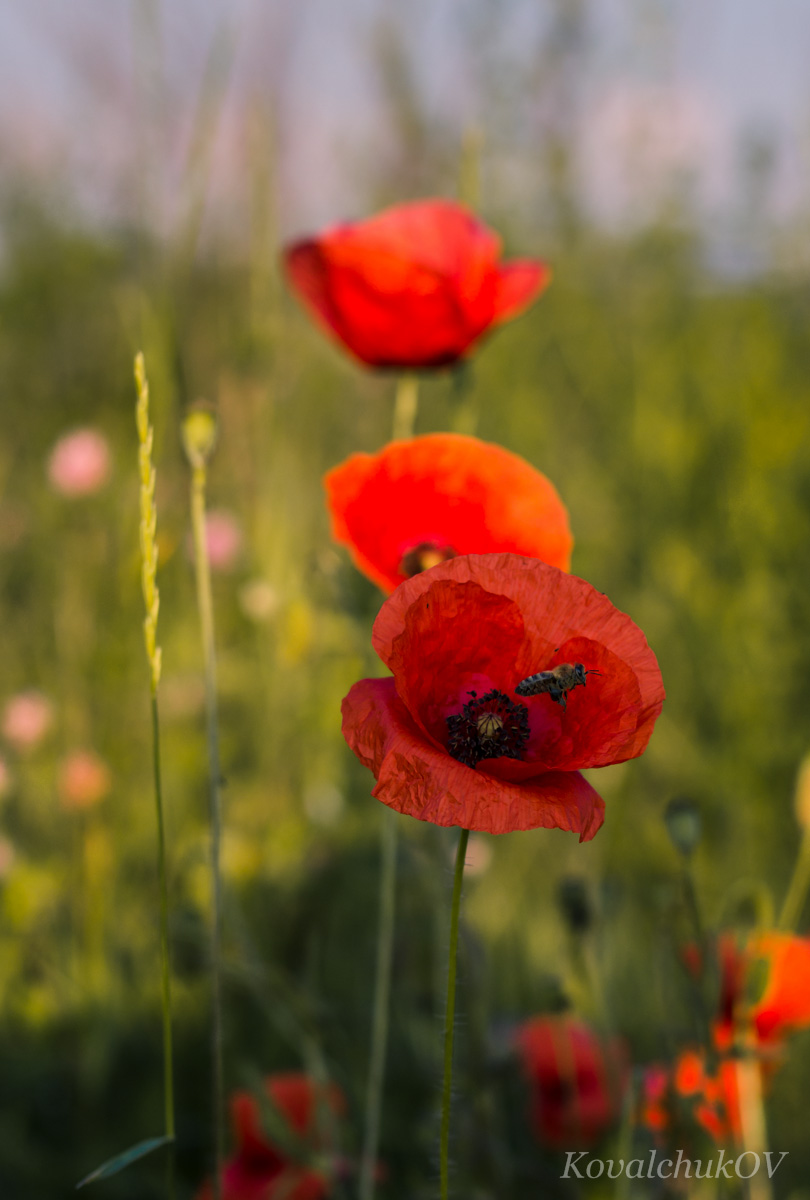 Zanadto blízko zu Vaughn ...