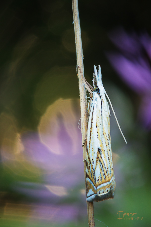 Die neue Sommerkleid