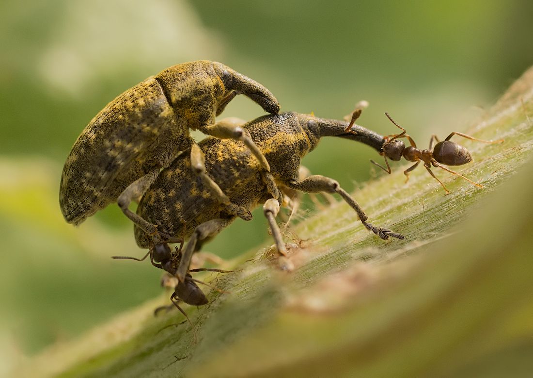 "Blowin Pfoten zagryzut! ,,,"