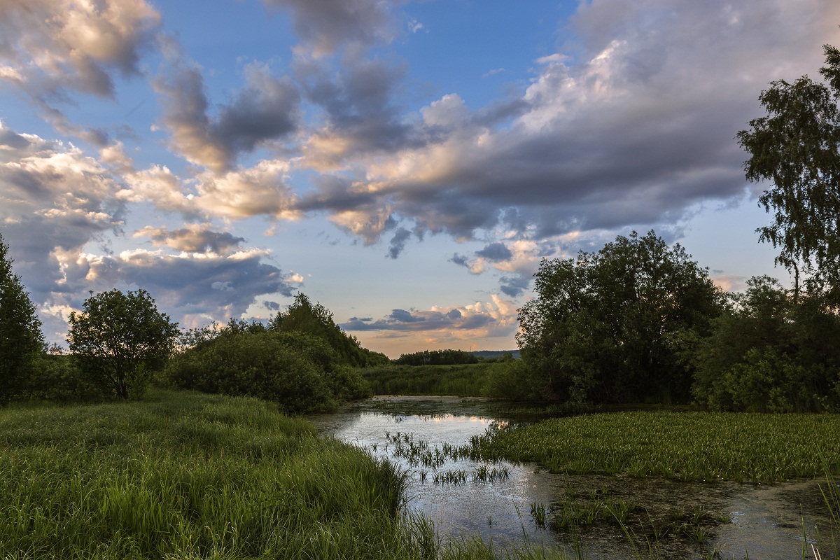 Overgrown Teich.