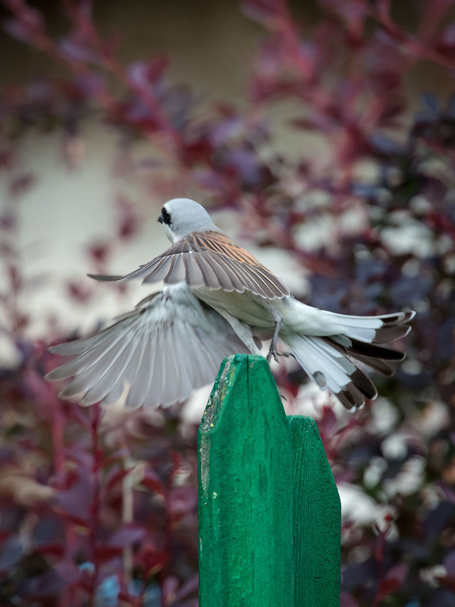So groß ist wie das Leben